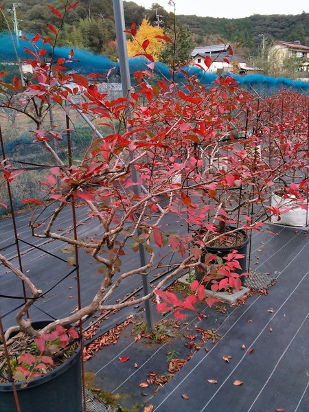 ブルーベリーの木