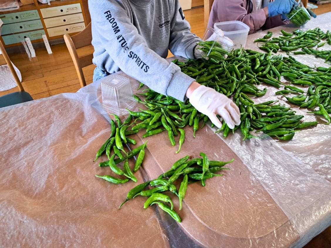 ししとうのパック詰め作業